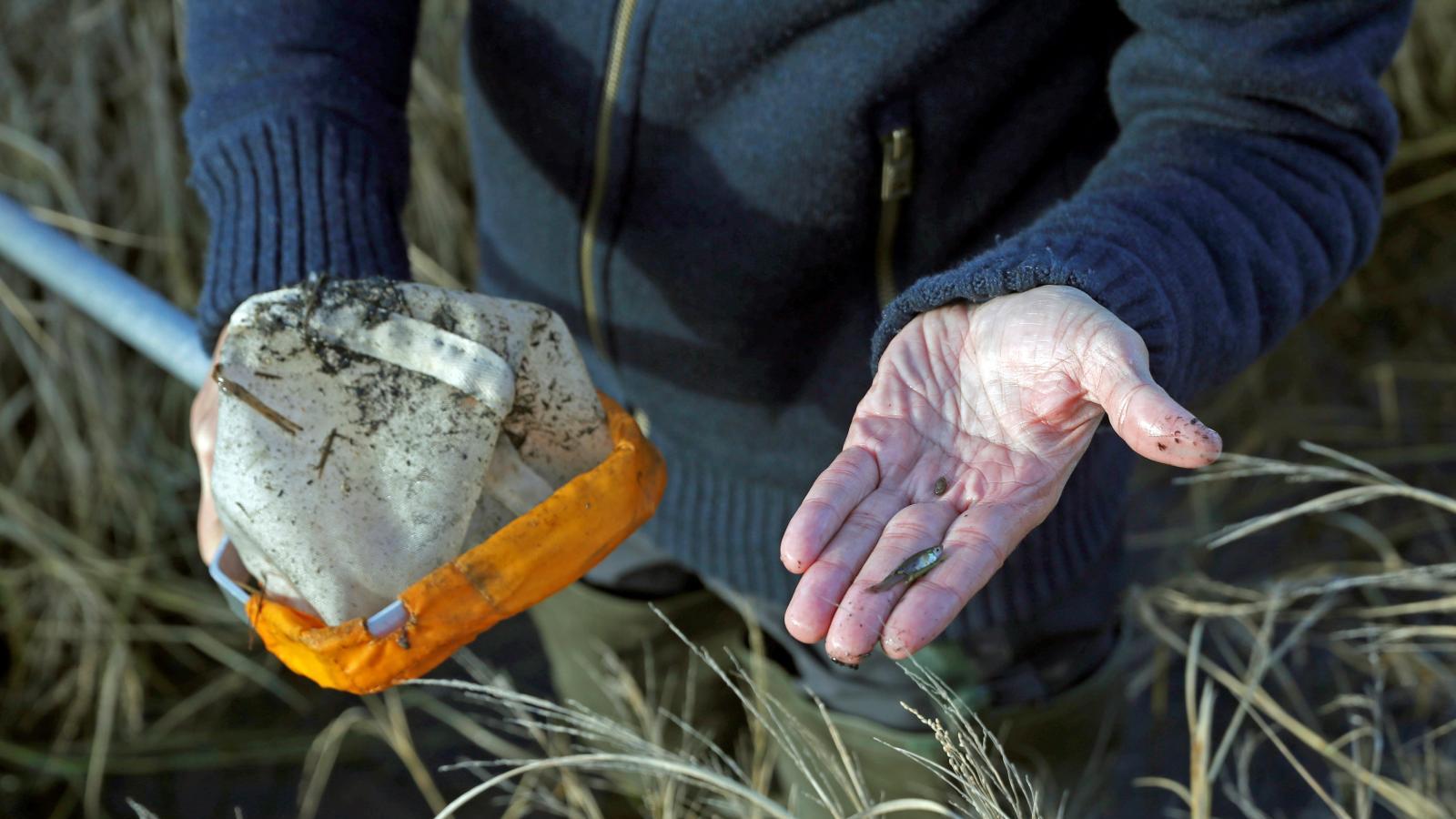 Los animales con más posibilidades de ser declarados invasores en España Los animales con más posibilidades de ser declarados invasores en España