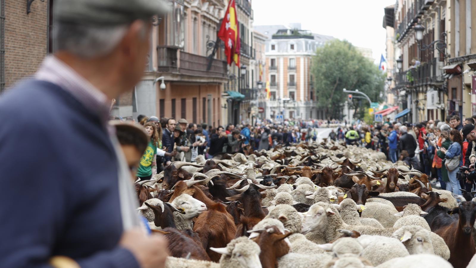 Miles de ovejas y cabras en las calles de Madrid por la XXIX Fiesta de la Trashumancia