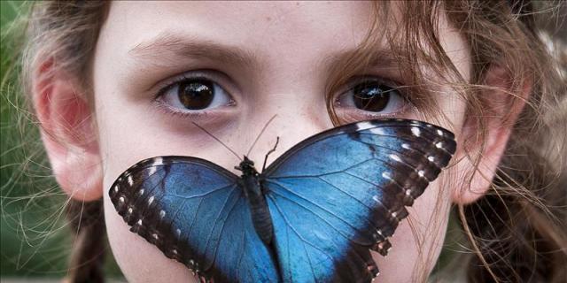 Un estudio cataloga 70 especies de mariposas en el entorno natural de Alcalá