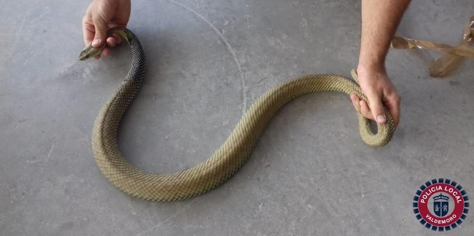 Capturan una culebra bastarda de más de un metro en una vivienda de Valdemoro
