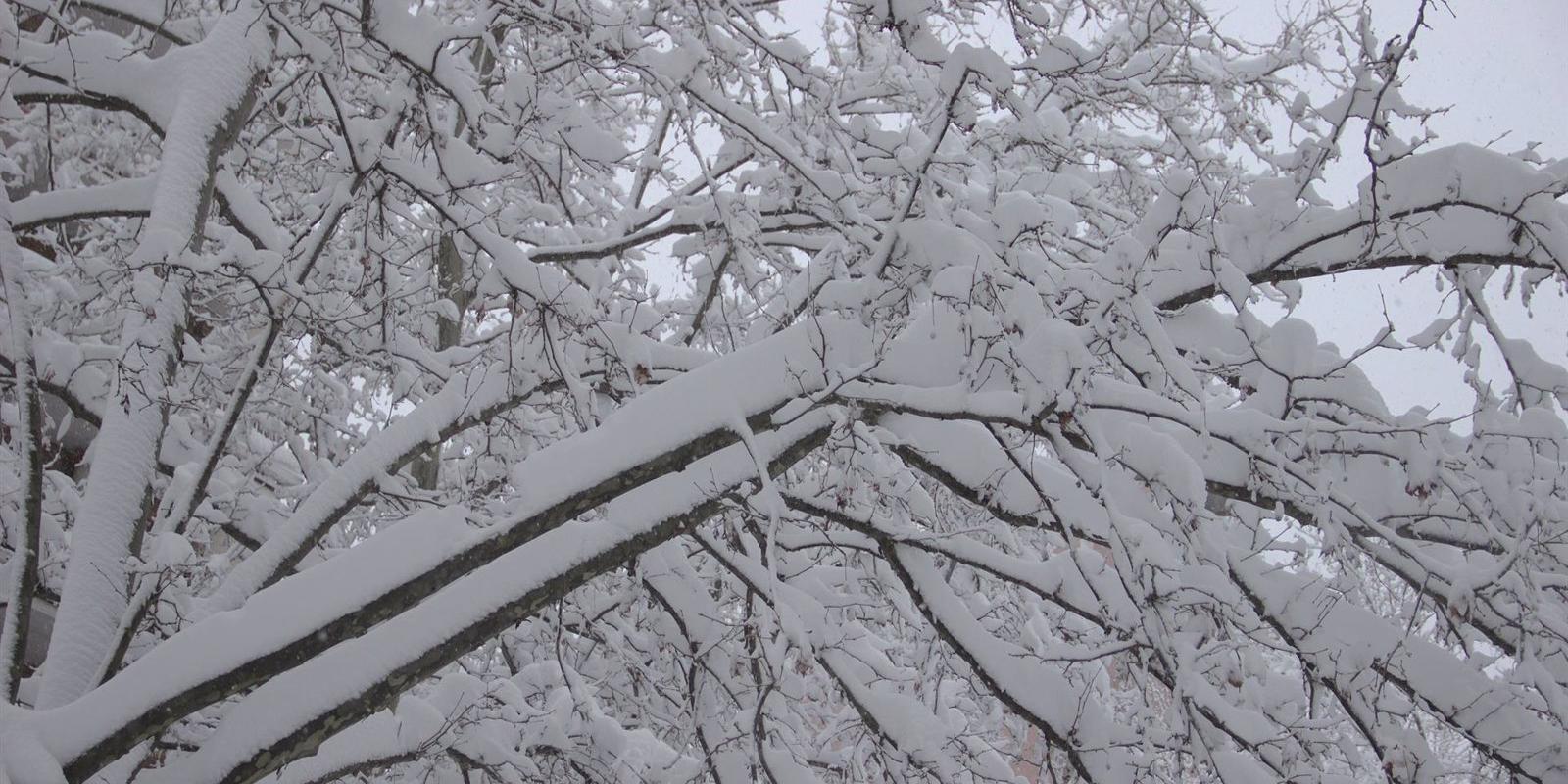 Más de 150.000 de los 800.000 árboles de zonas verdes y calles de Madrid están afectados tras el paso de 'Filomena'