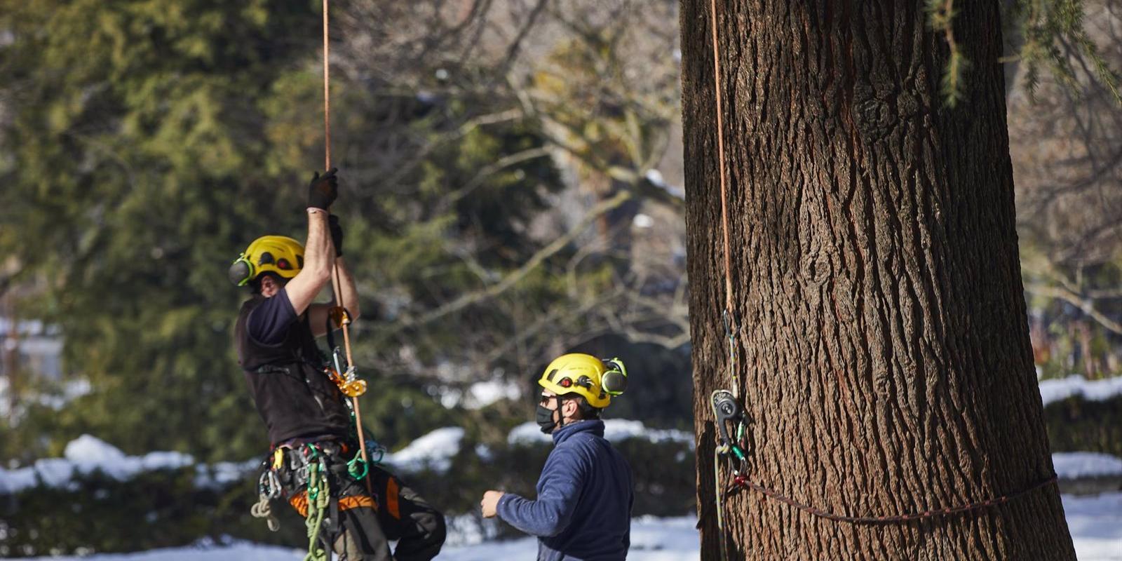 Un 68% del arbolado en El Retiro y más del 64% en la Casa de Campo ha sido dañado por 'Filomena'
