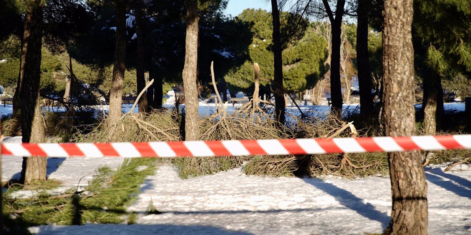 La borrasca 'Filomena' deja en Las Rozas daños en el arbolado por valor de más de 18 millones
