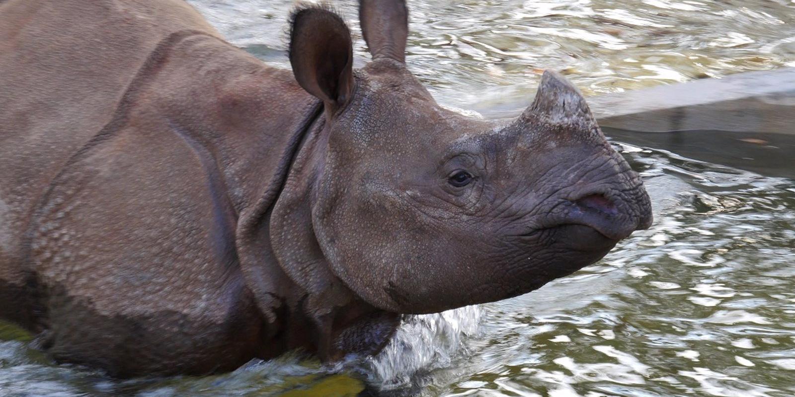 El Zoo de Madrid abre sus puertas tras un mes de arreglos de los destrozos de 'Filomena'