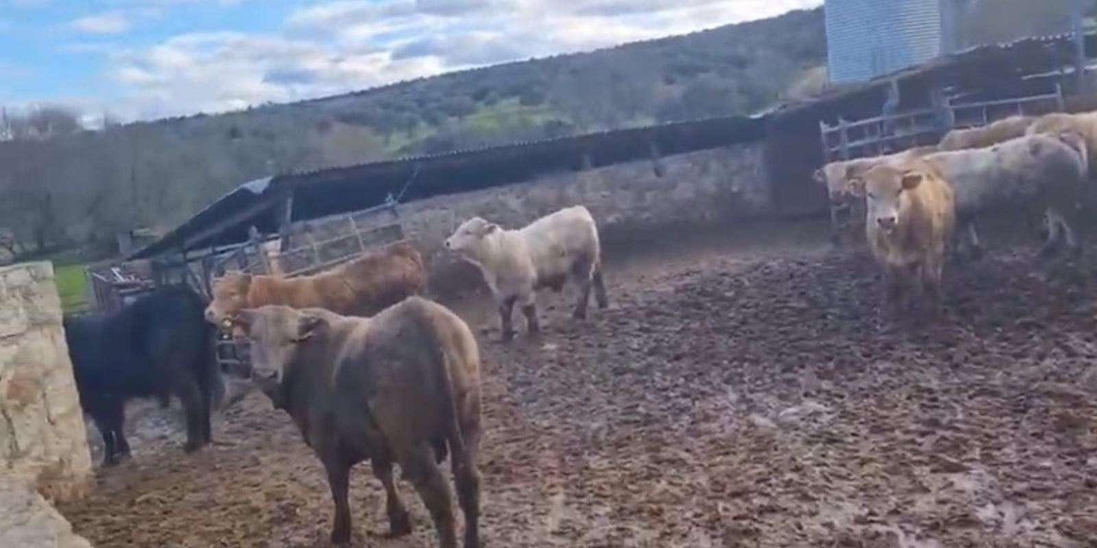 Denuncian una explotación ganadera en Becerril donde se hacinan decenas de terneros 
