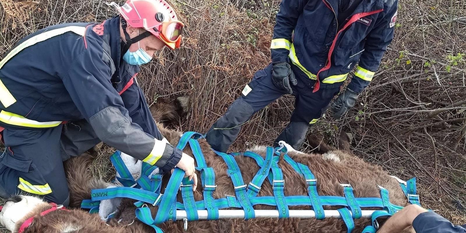 Bomberos de la Comunidad rescatan con un helicóptero a una burra atrapada en El Boalo