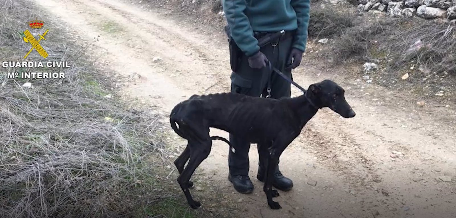 Intervenidos cinco perros que se encontraban en pésimas condiciones en una finca de Campo Real