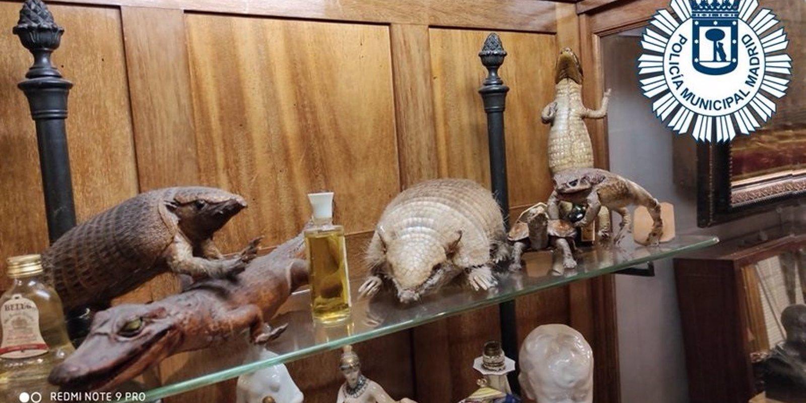 Requisan en varios locales del Rastro animales disecados, marfil y pistolas antiguas sin documentación