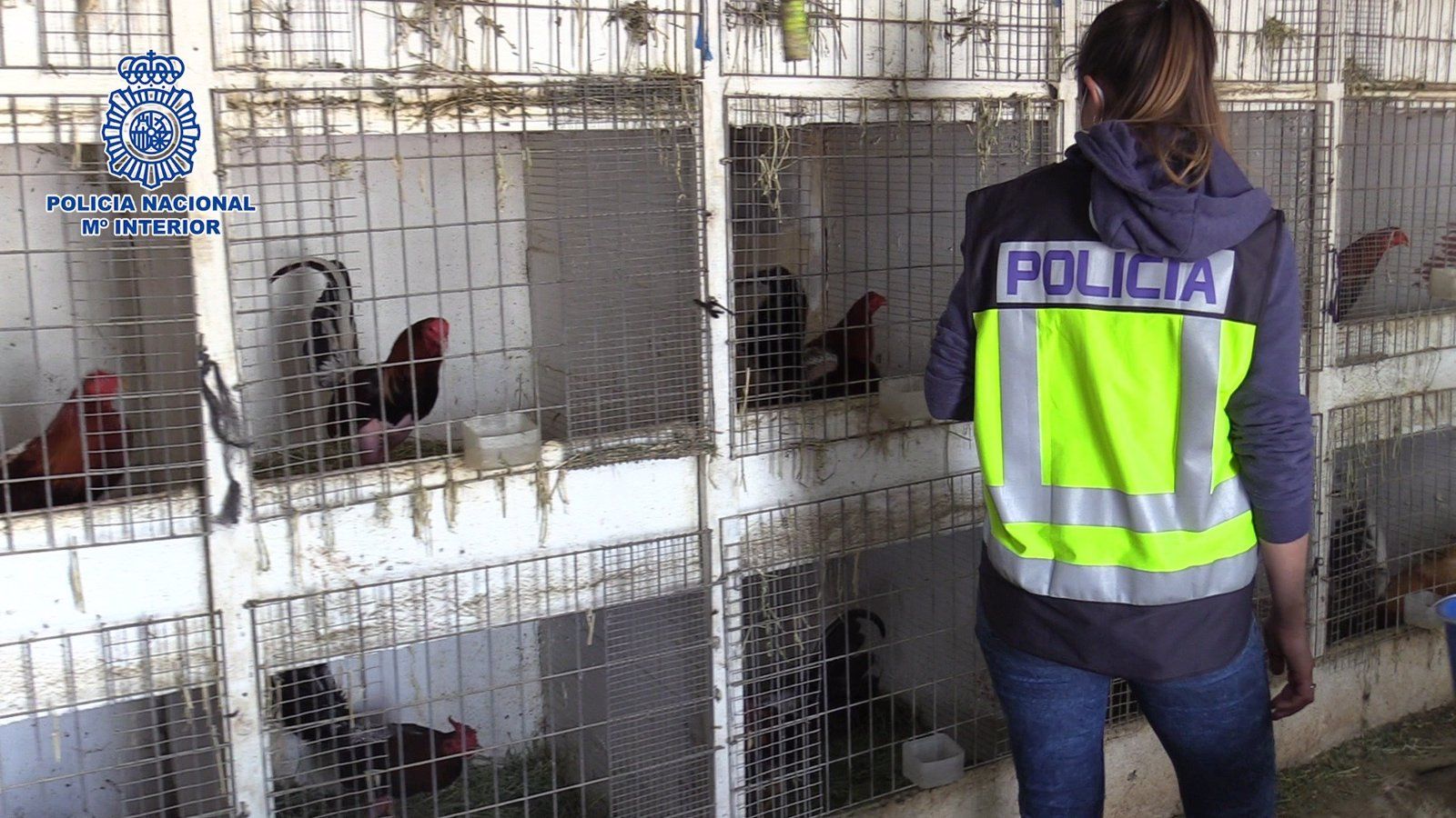 Cae una banda que distribuía cocaína y organizaba peleas ilegales de gallos