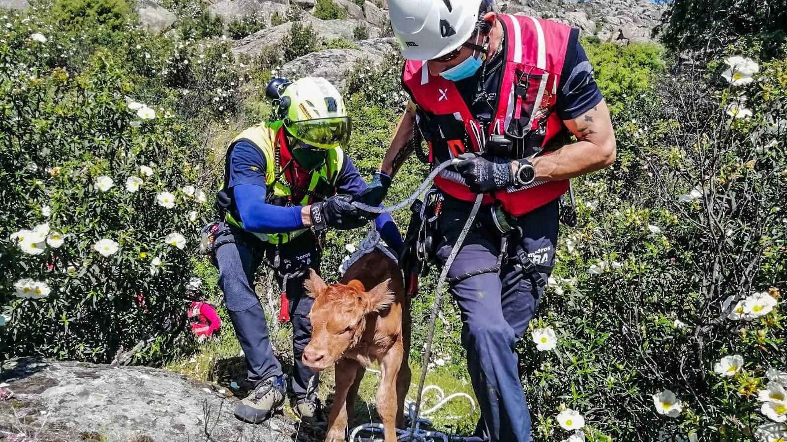 Bomberos y Agentes Forestales rescatan un ternero que cayó por un risco de La Pedriza