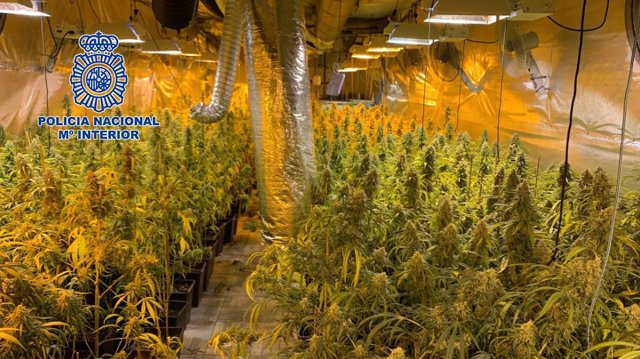 28 detenidos en Madrid, Castellón y Valencia y desarticulada una organización de suministro de planteles de marihuana 28 detenidos en Madrid, Castellón y Valencia y desarticulada una organización de suministro de planteles de marihuana