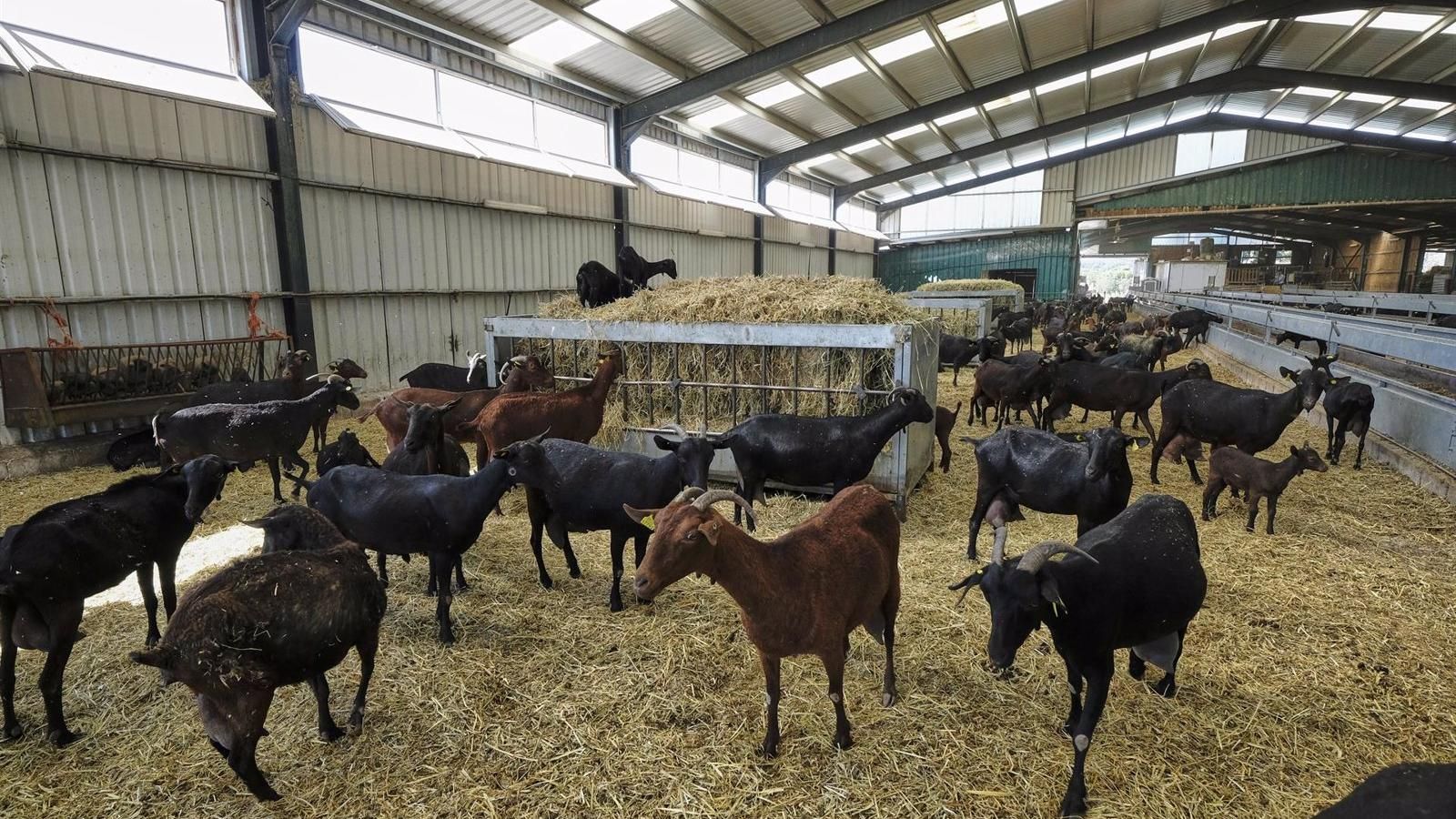 El Gobierno regional aumenta las ayudas para apoyar a los jóvenes agricultores y ganaderos