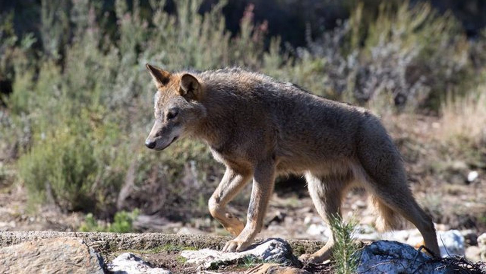 La Comunidad de Madrid refuerza su apoyo al campo ante la expansión del lobo ibérico