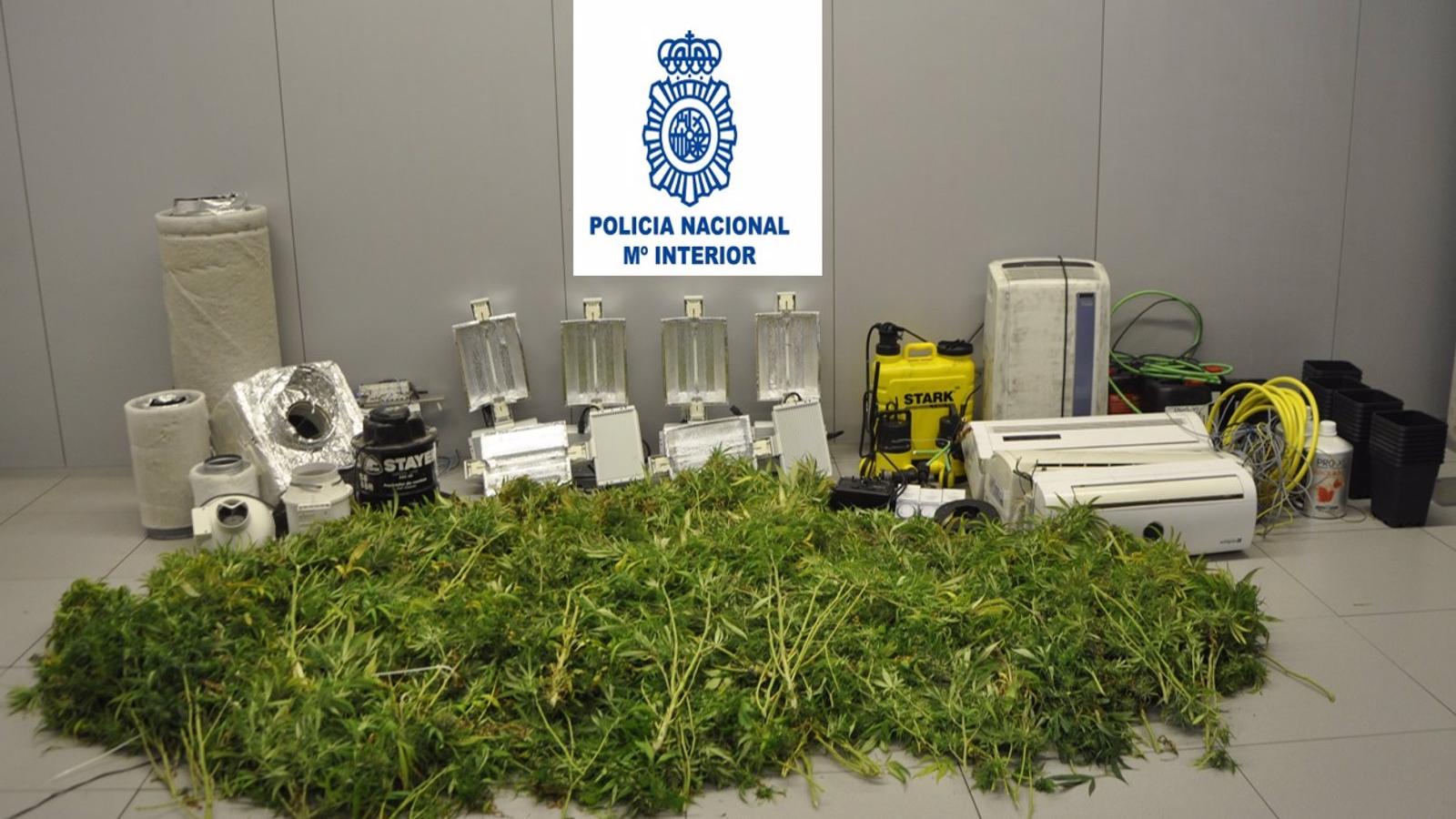Desmantelado un cultivo de 146 plantas de marihuana dentro de un piso okupado en Móstoles