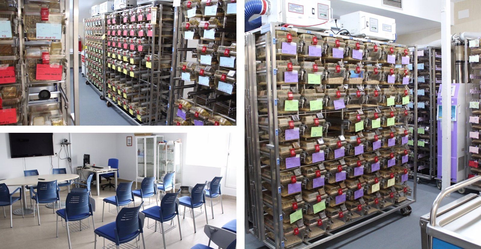 La Fundación Jiménez Díaz reivindica la importancia de la transparencia y la ética en la experimentación animal