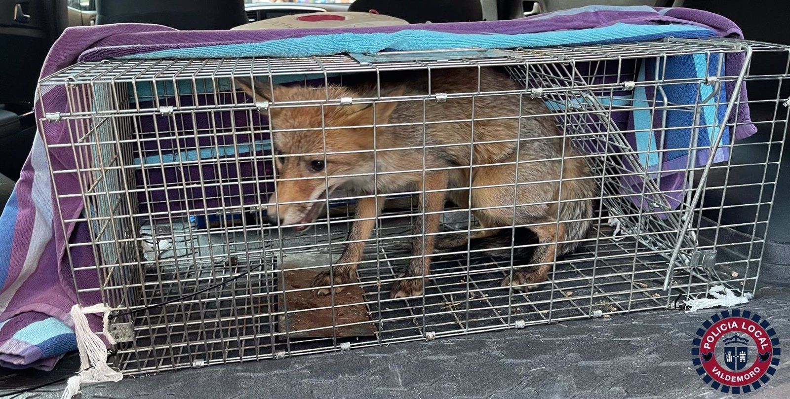 Capturan un zorro en la piscina de una urbanización de Valdemoro