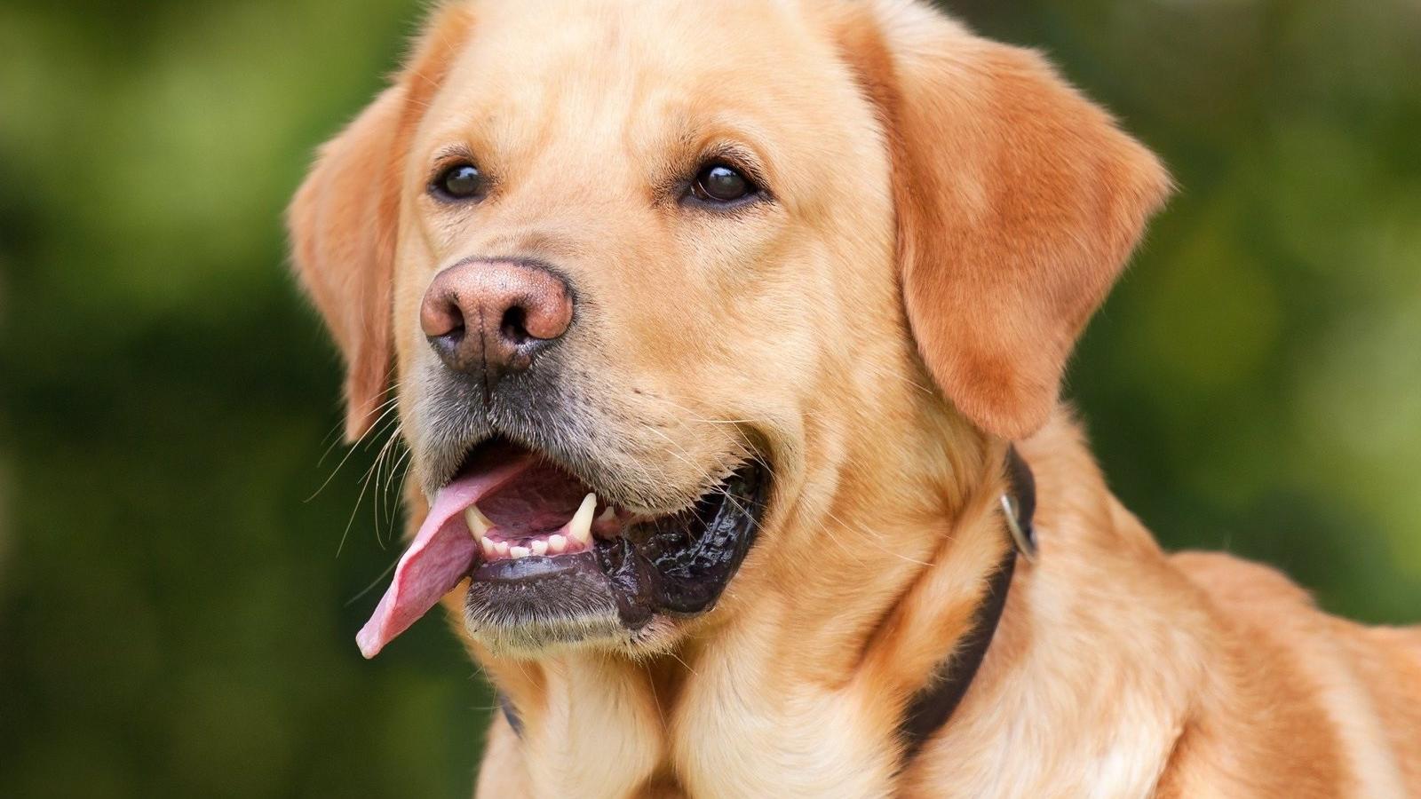 La Comunidad recupera más de 11.500 animales de compañía al año gracias al microchip