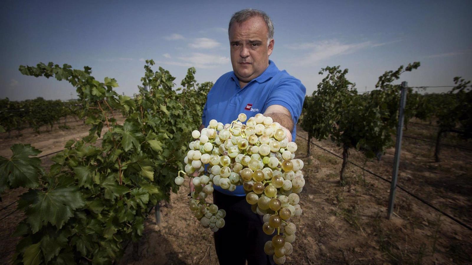 Comienza la vendimia en Madrid con la uva albillo real en la zona de San Martín de Valdeiglesias