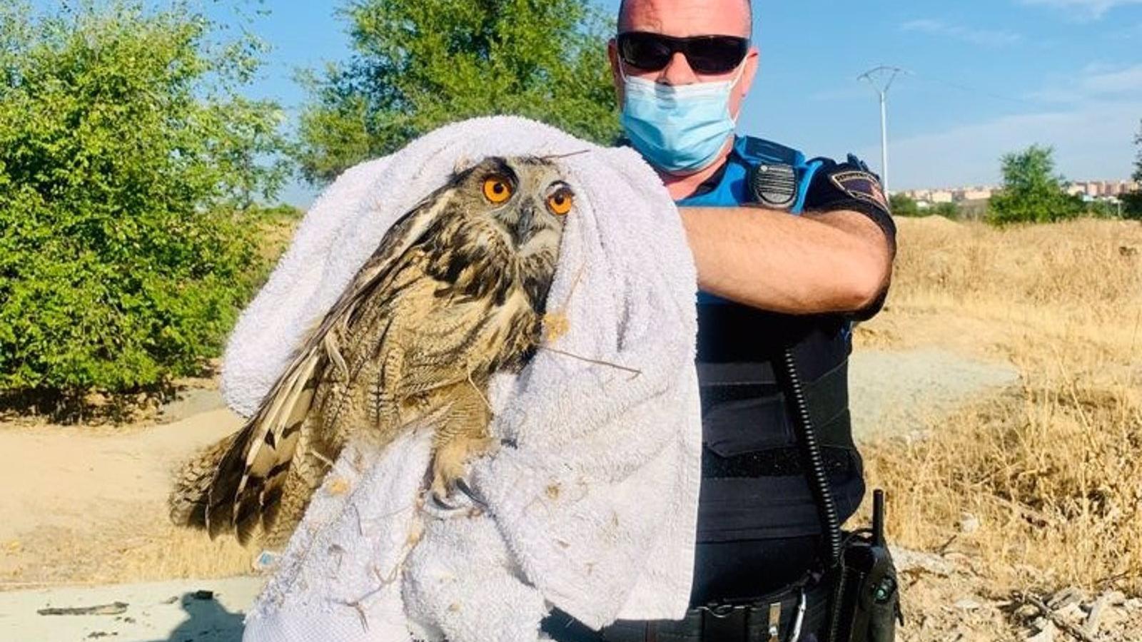 La Policía local de Leganés rescata un búho real herido tras un aviso vecinal