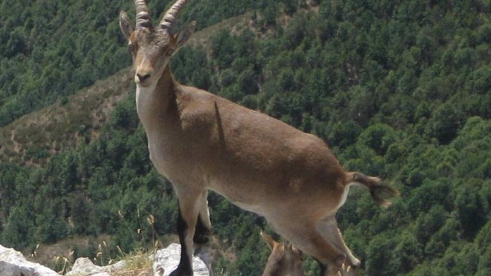 La llamada de un ciudadano propicia la detención de los dos cazadores furtivos de cabra montés en Guadarrama