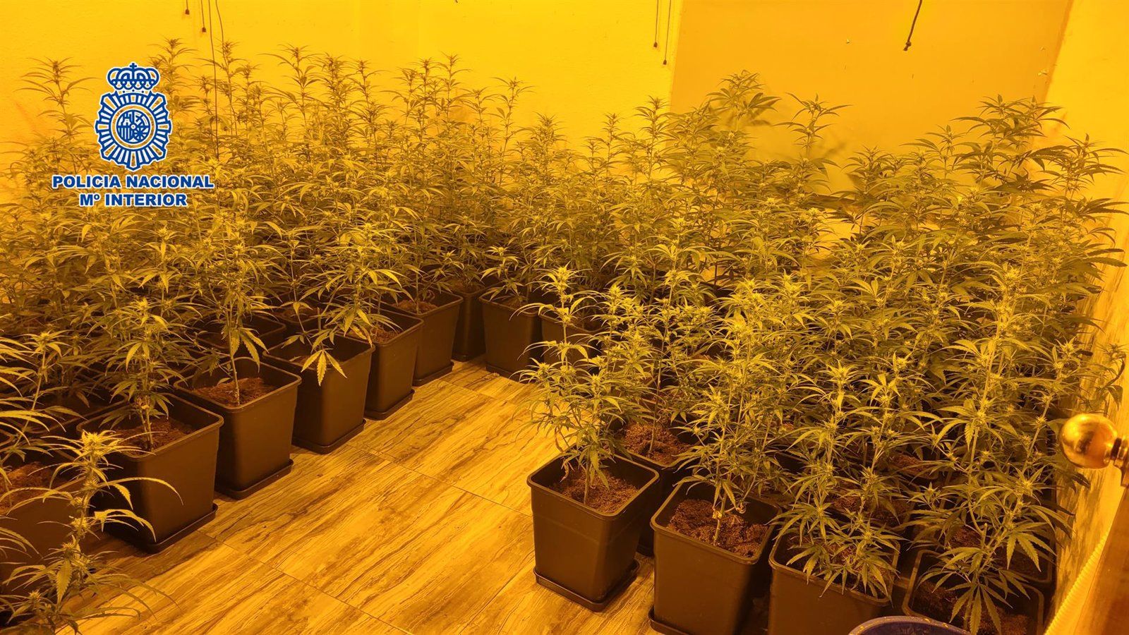 Nueve detenidos y 1.300 plantas de marihuana desmanteladas en viviendas de Villalbilla, Carabanchel y Getafe