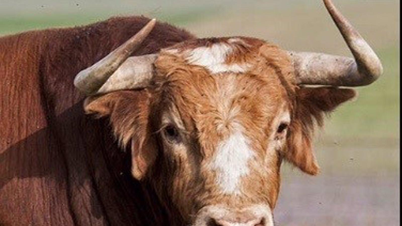 Nueva línea de ayudas de la Comunidad de Madrid al toro de lidia por valor de 3 millones