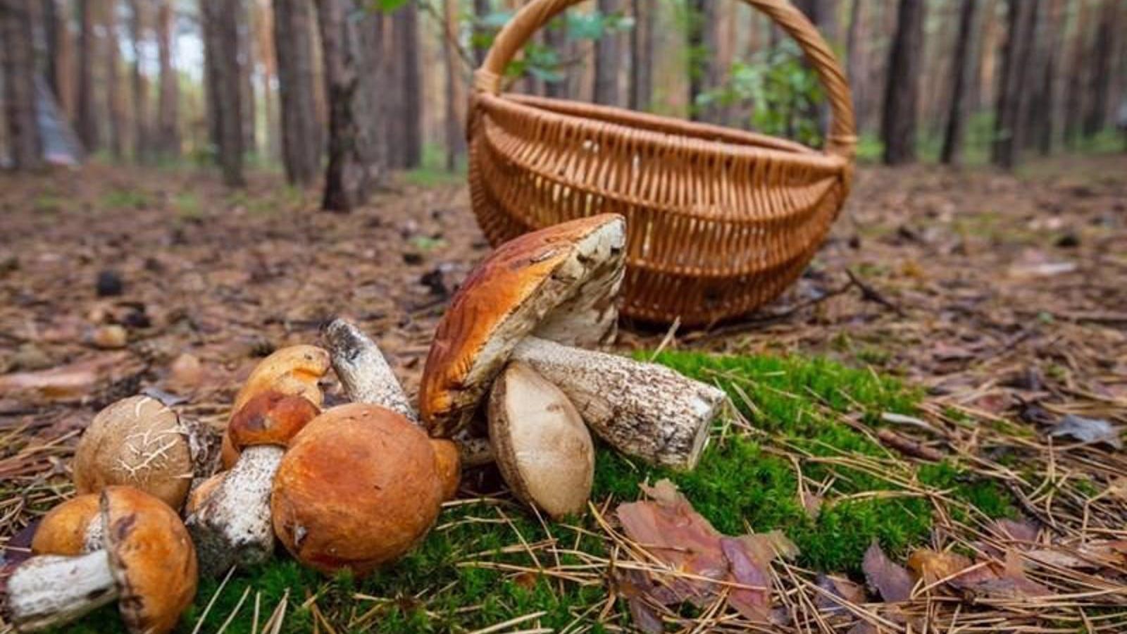 Los Agentes Forestales aconsejan extremar la precaución en la recogida y consumo de setas Los Agentes Forestales aconsejan extremar la precaución en la recogida y consumo de setas
