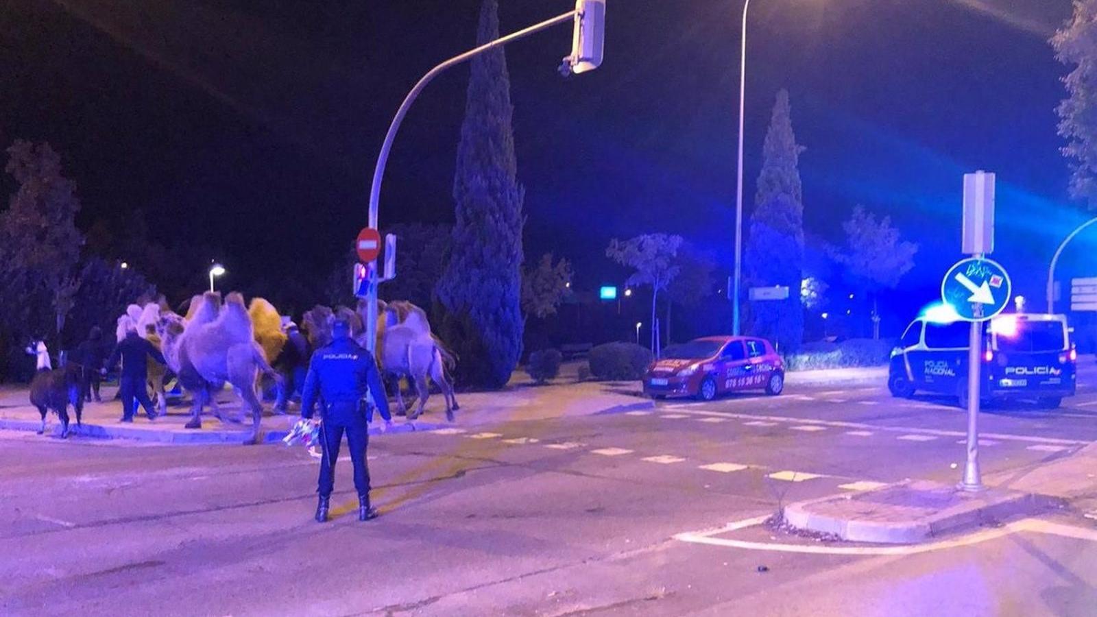 La Policía localiza a ocho camellos y una llama que paseaban por calles de Carabanchel tras escaparse de un circo