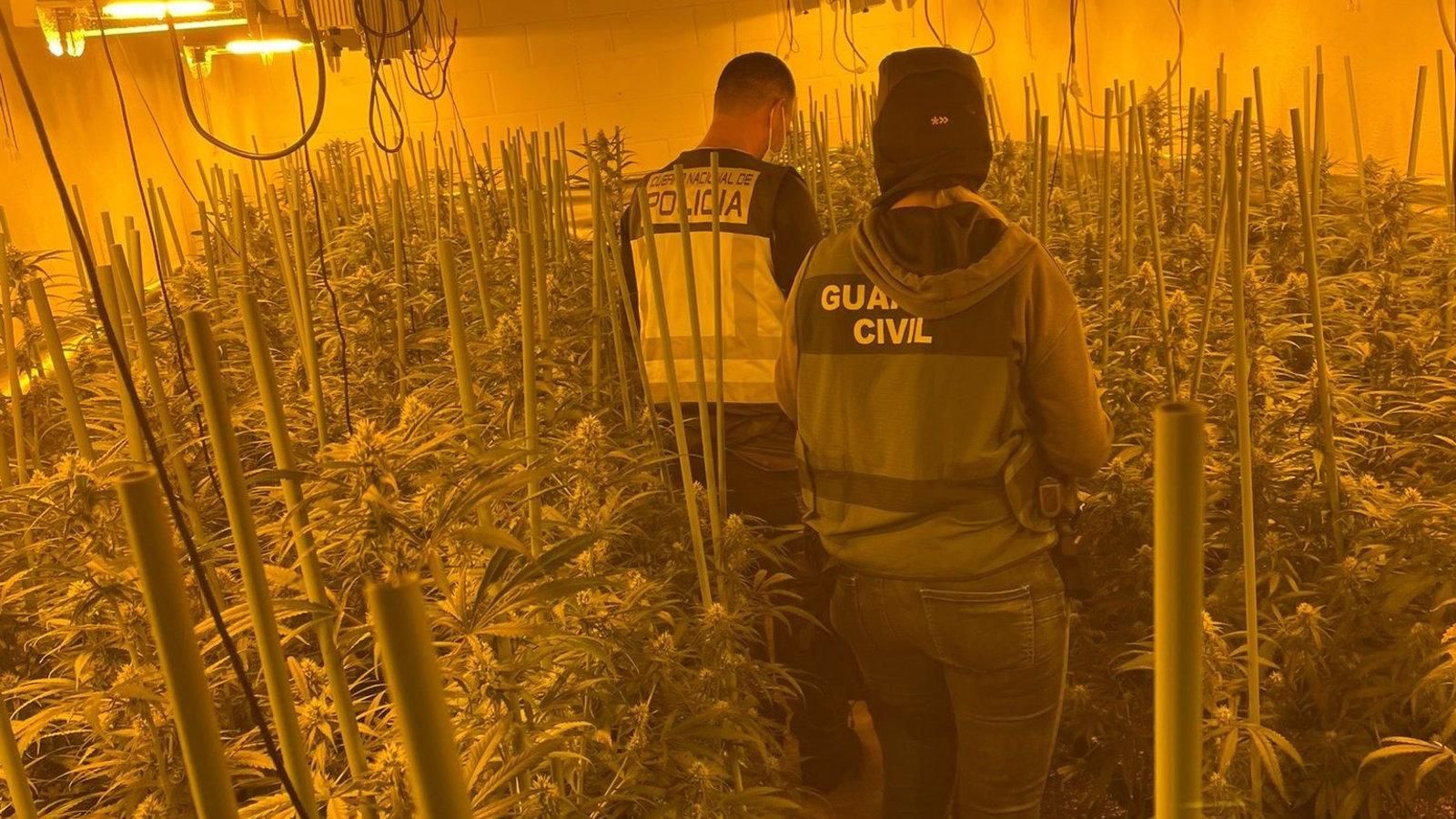 Detenidas 23 personas de una organización dedicada a cultivo de marihuana y blanqueo en apuestas deportivas