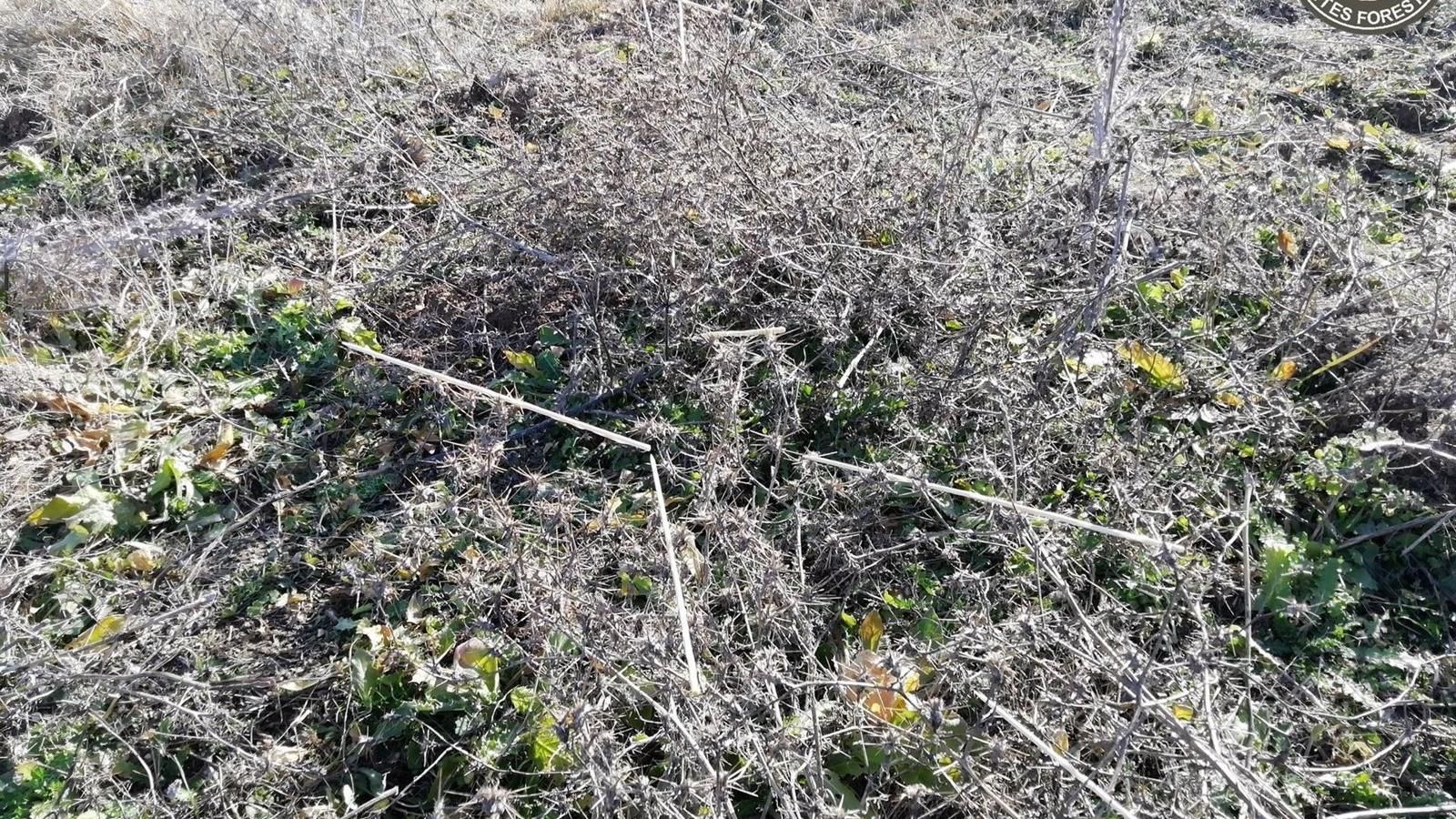 Retiran 93 varetas impregnadas con liga para la captura ilegal de aves en Perales de Tajuña