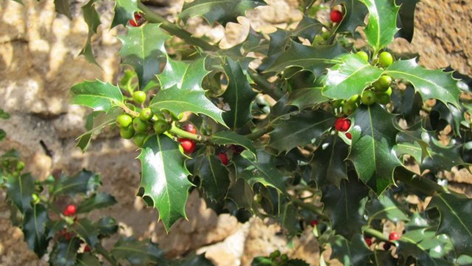 Acebo, tejo y alcornoque son especies protegidas y no pueden ser recogidos para decoración