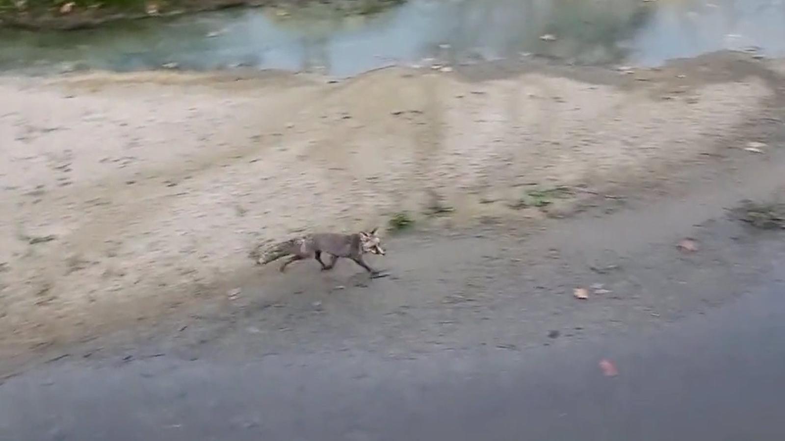 Un zorro desorientado se pasea por el Manzanares, en pleno Madrid Río