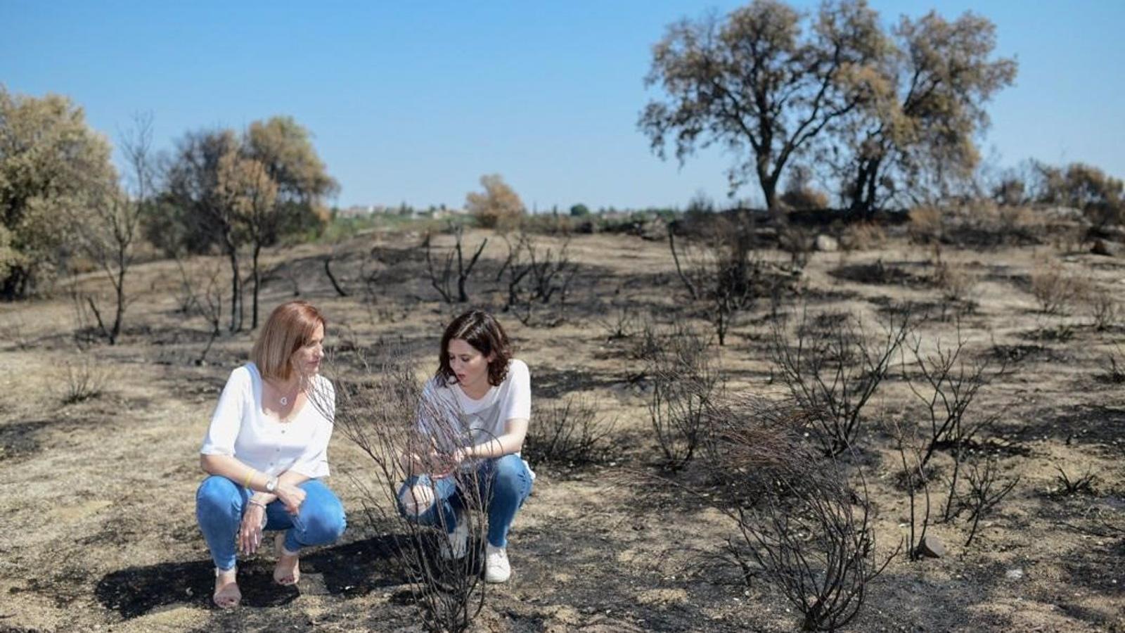 La Comunidad de Madrid replanta 18.400 árboles en terrenos del suroeste quemados en los incendios de los últimos años