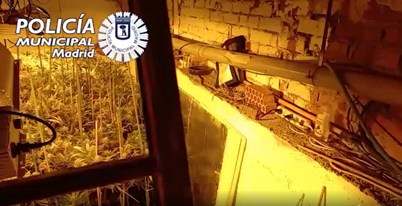 Requisados 21 kilos y 211 plantas de marihuana en un habitáculo oculto en un local de Puente de Vallecas