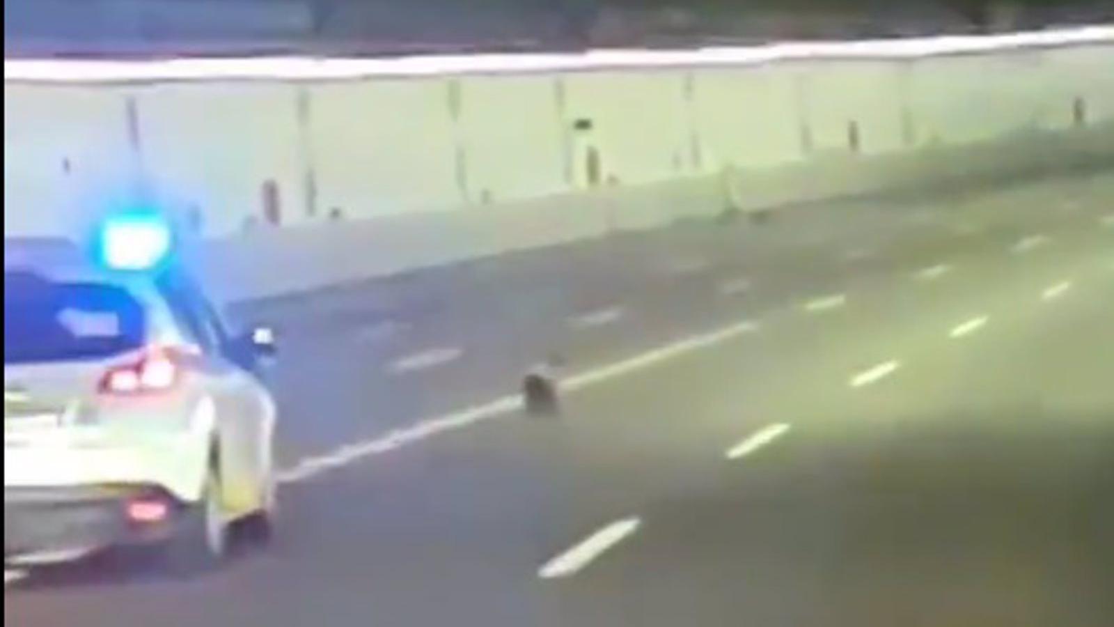 La Policía Municipal escolta a un perro que corría por los túneles de la M-30