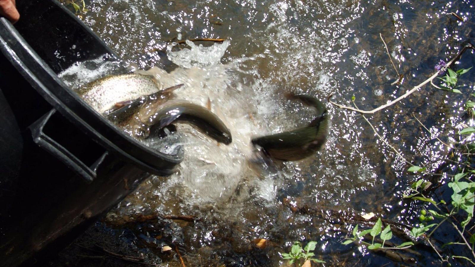 La temporada general de pesca de trucha en la región comenzará este domingo