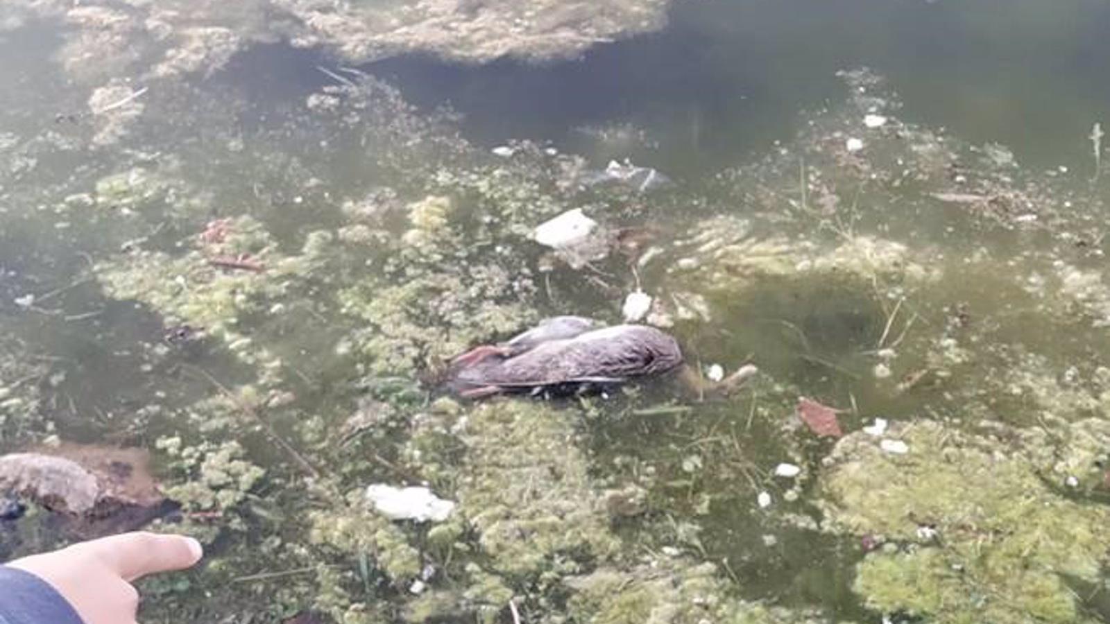 Vecinos de Carabanchel denuncian la muerte de aves en el lago del Parque de las Cruces
