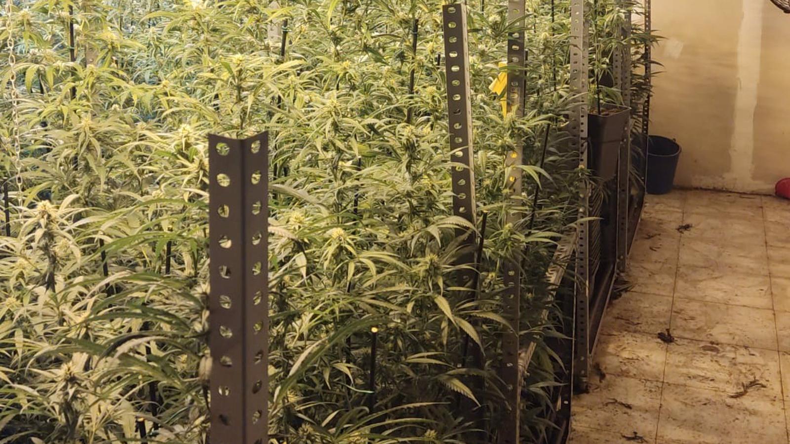 Desmantelada un cultivo 'indoor' de marihuana en una nave industrial de Leganés con casi 600 plantas
