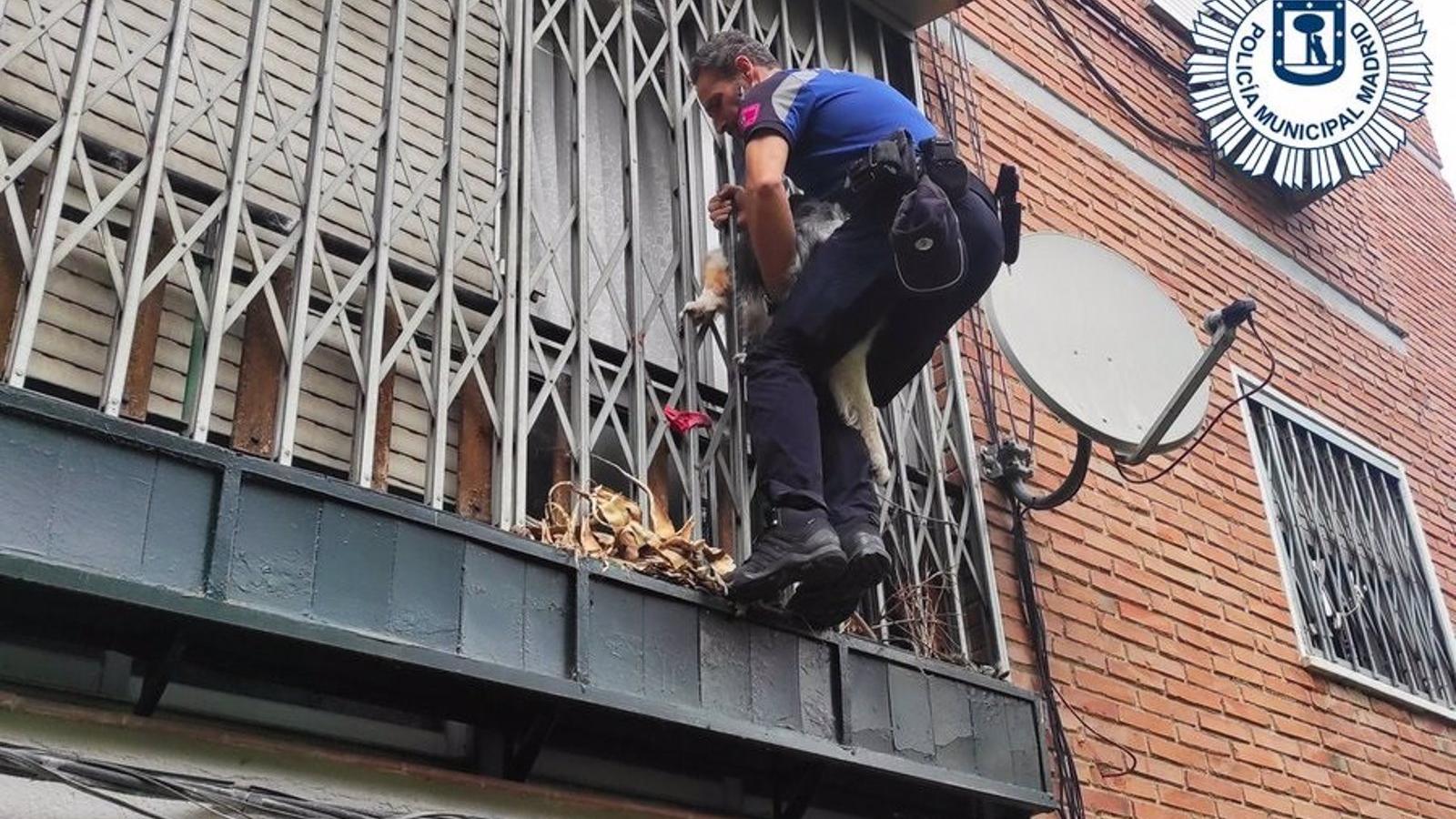  Rescatan un perro a punto de caer de un segundo piso en Aluche