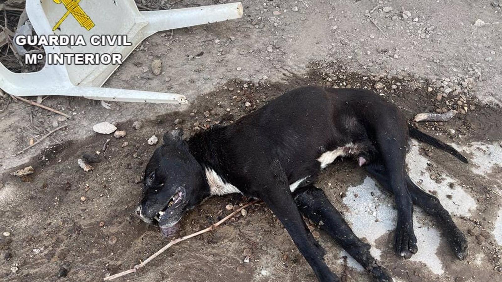 El Seprona investiga por maltrato animal al dueño del perro de Fuentidueña del Tajo que murió por la ola de calor