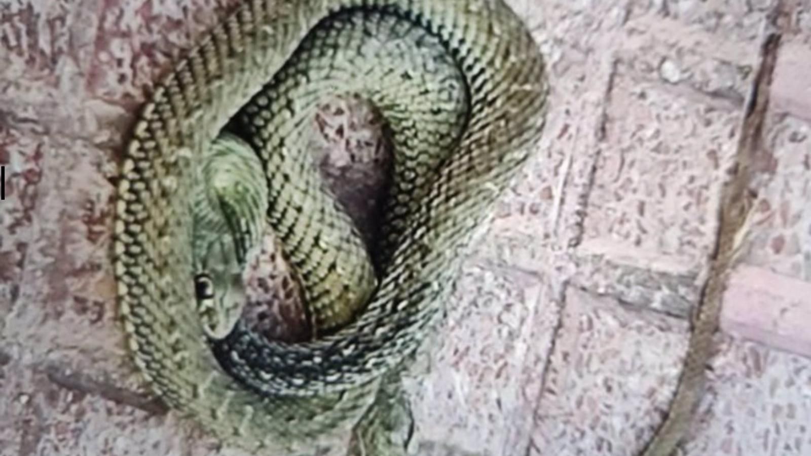 Atrapan una serpiente tras morder a un vecino en un paso subterráneo en Torrejón