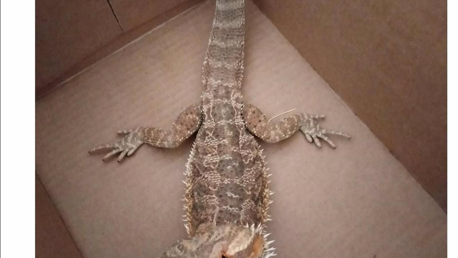 Recuperado en la Casa de Campo un ejemplar de dragón barbudo, especie exótica propia de zonas desérticas