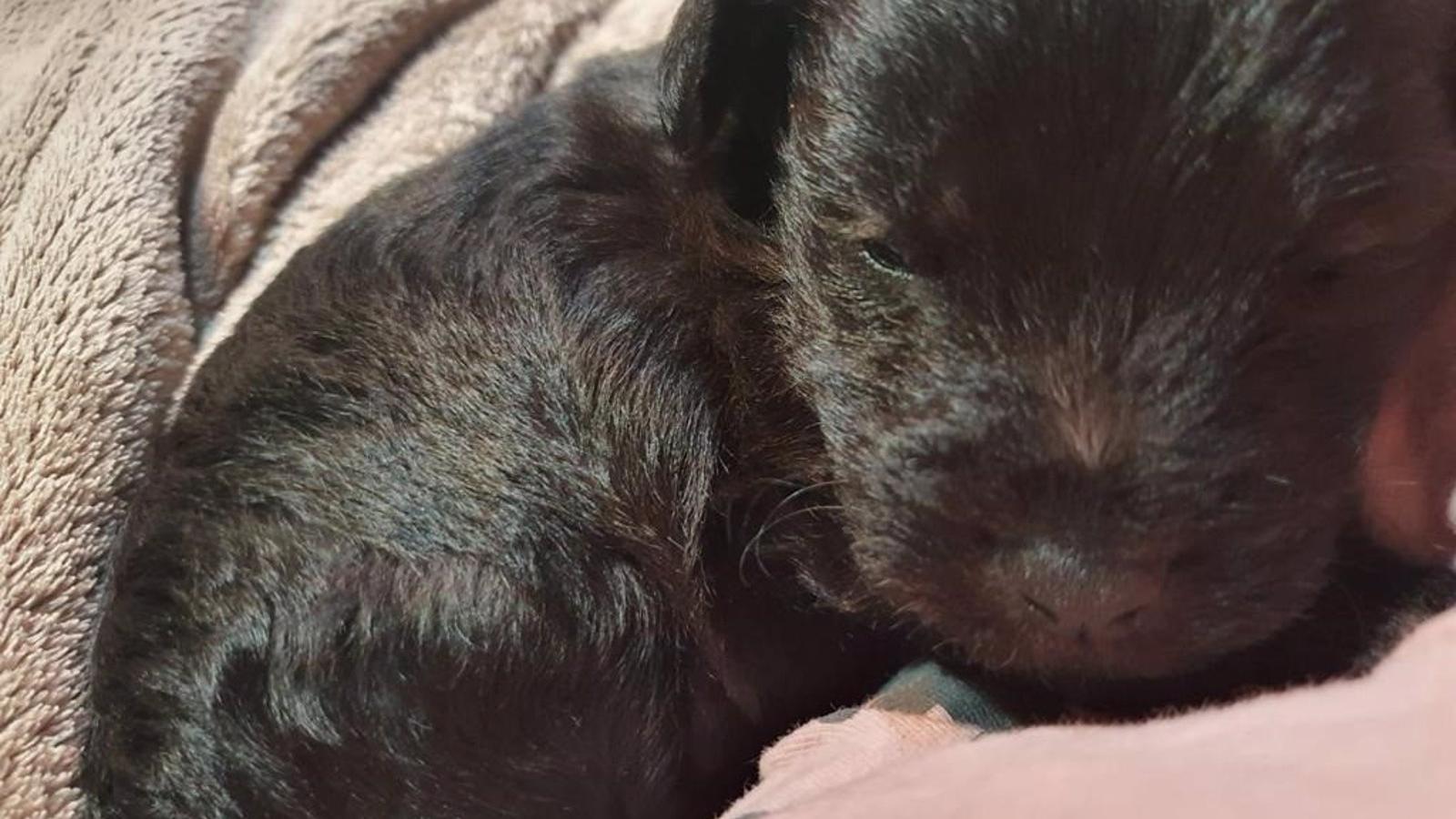 Las protectoras de Madrid alertan del aumento del abandono de mascotas en verano Las protectoras de Madrid alertan del aumento del abandono de mascotas en verano
