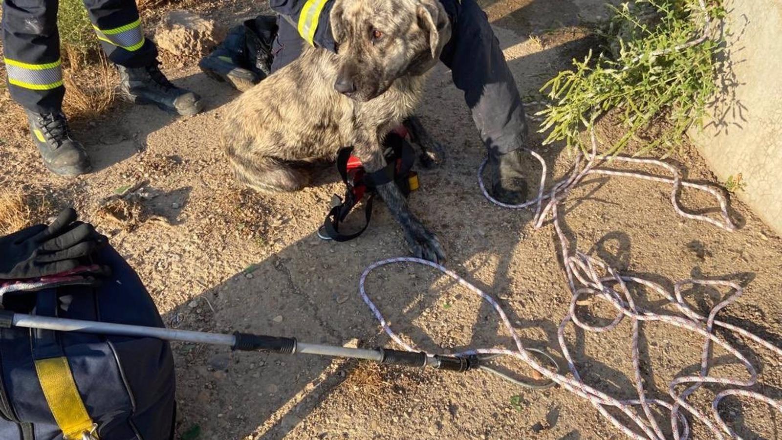 Rescatado en estado saludable
un perro atrapado en un pozo de cuatro metros de profundidad en Alcalá de Henares Rescatado en estado saludable
un perro atrapado en un pozo de cuatro metros de profundidad en Alcalá de Henares