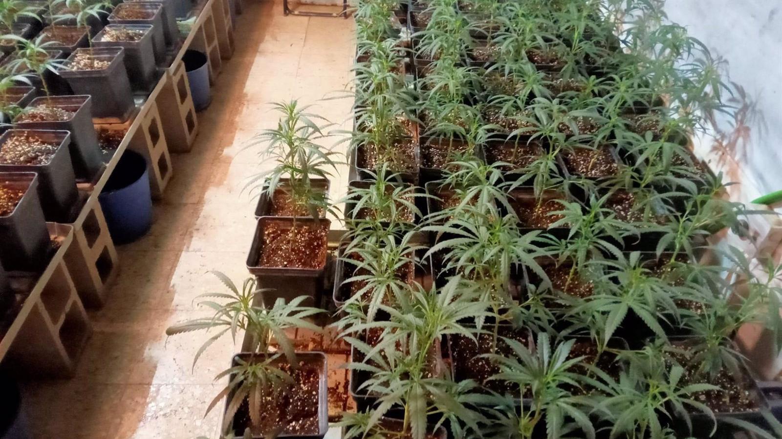 Incautan una plantación de marihuana con 240 plantas en Valdemorillo