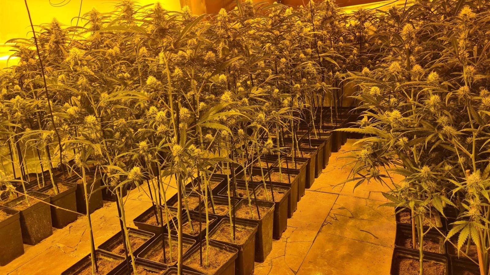 Desmantelado un cultivo de marihuana en una vivienda de Móstoles con 315 plantas