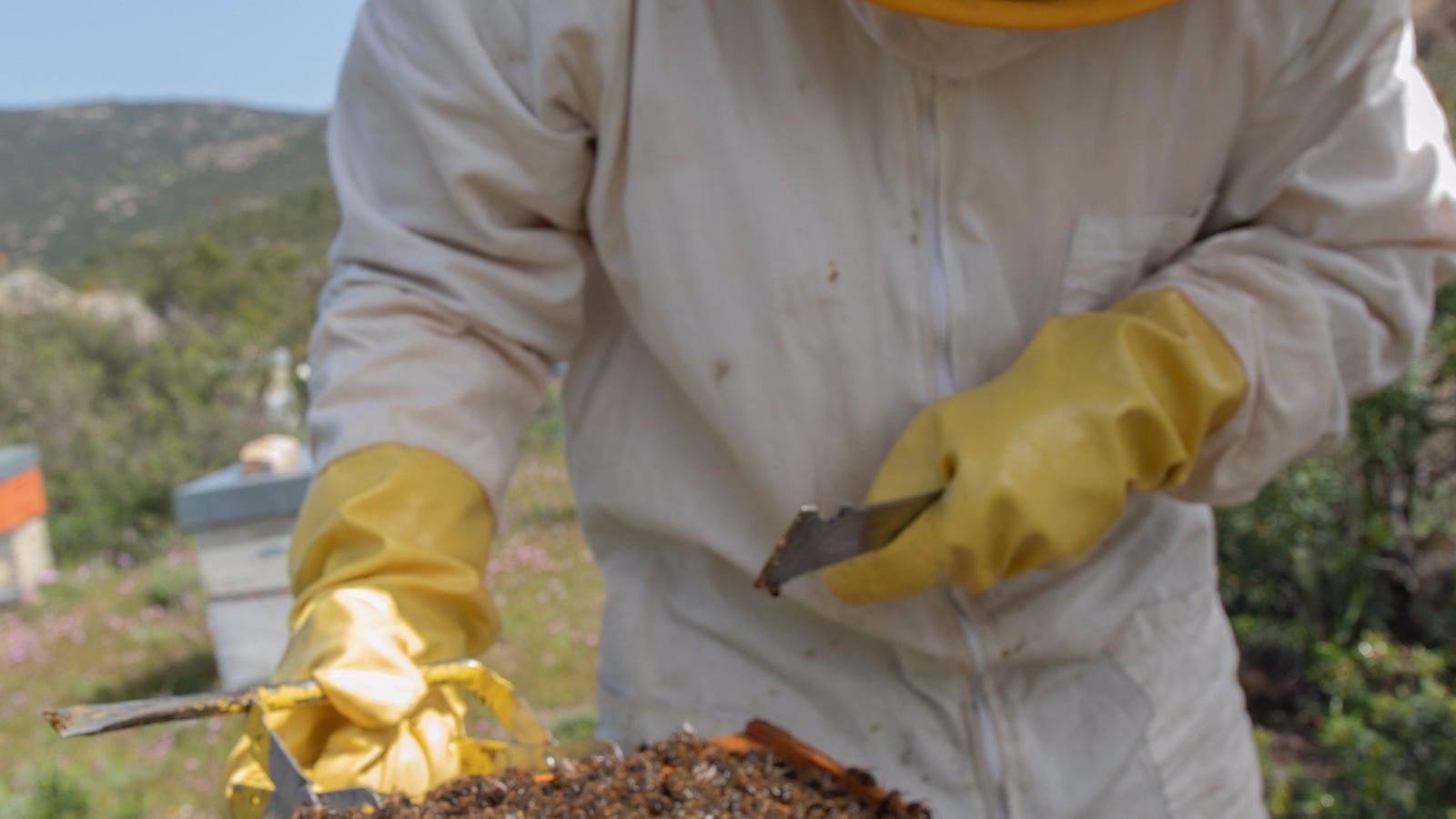 La región cuenta con 13.000 colmenas y produce 220 toneladas anuales de miel