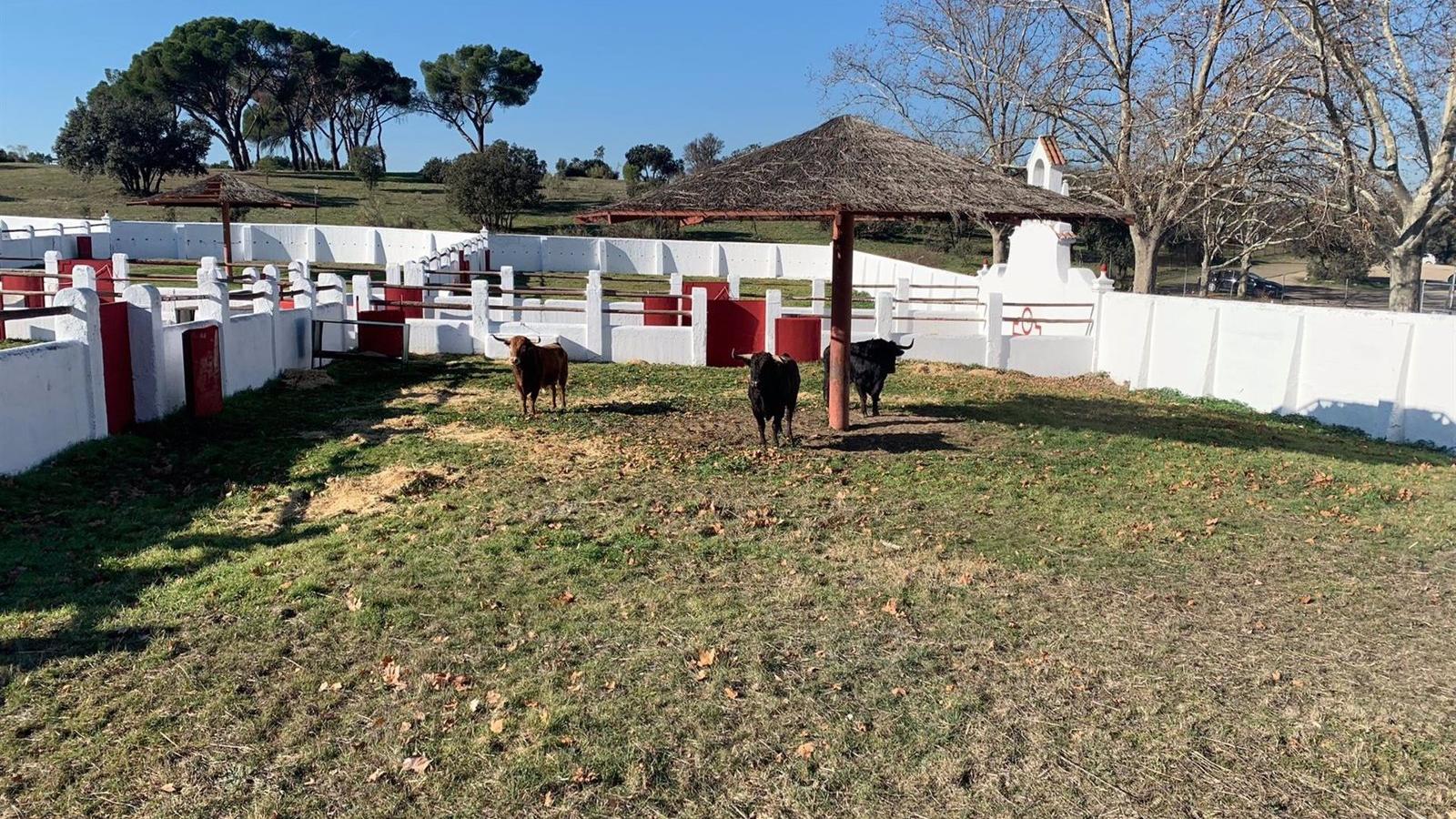 Madrid recupera la Venta del Batán para la exhibición de ganaderías en las ferias taurinas de Las Ventas