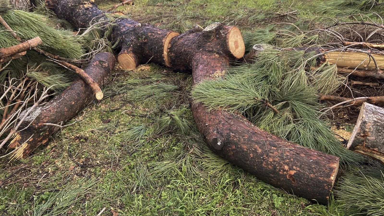 El Ayuntamiento de Madrid evaluará los árboles que se han secado este verano para poner en marcha un nuevo plan de reforestación