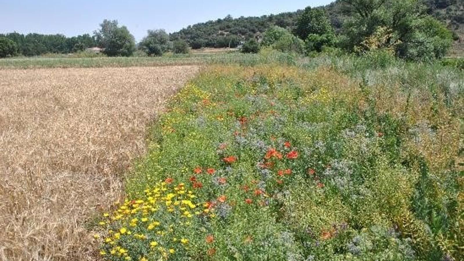 La Comunidad lanza los Innobonos para investigaciones que aumenten la competitividad del sector agrario y ganaderos